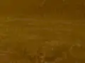 Altın Meşe