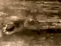 Ceviz